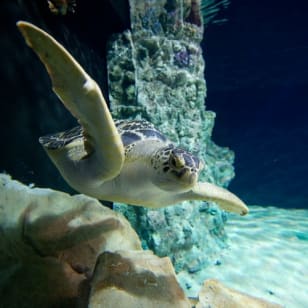 Livorno Aquarium