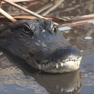 Everglades Day Safari da Ft Lauderdale