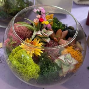 Open Glass Terrarium Class
