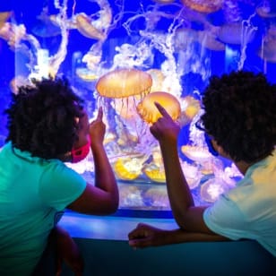 Aquarium of the Pacific: Überspringe die Warteschlange