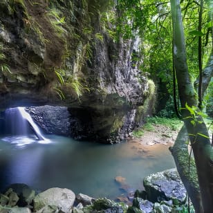 Springbrook y Tamborine Rainforest Tour Incl. Natural Bridge y Glow Worm Cave