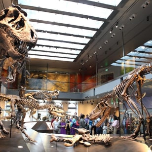 Natural History Museum of Los Angeles County: Eintrittskarte
