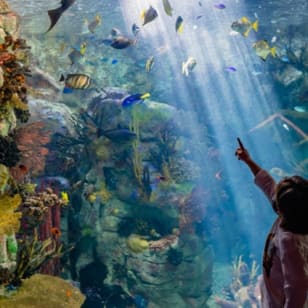 Birch Aquarium : billet d'entrée