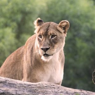 San Diego Zoo Safari Park : découvrez l’aventure d’une vie
