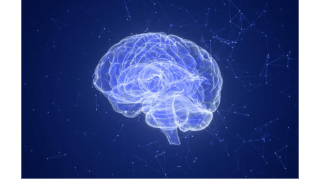 El cerebro que se ilusiona 1