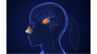 El cerebro que huele 1
