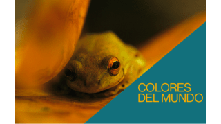 Visita comentada: Colores del mundo 1