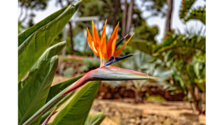 Planta sapiens: pensar desde el jardín 1