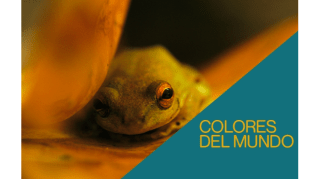 Visita comentada: Colores del mundo 1