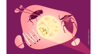 ¿Comeremos insectos en los platos gourmet del futuro? 1