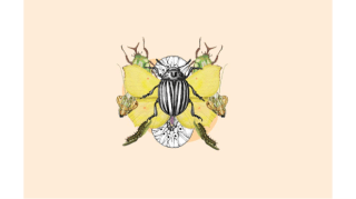 Taller d'il·lustració científica en família: Els insectes (+8 anys) 1