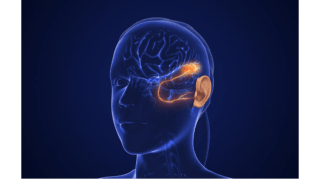 El cerebro que oye 1