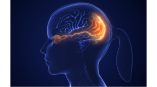El cerebro que ve 1