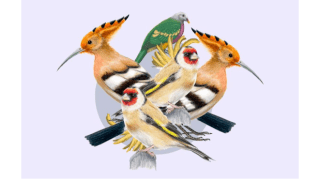 Taller familiar de ilustración científica: Las aves (+8) - CATALÁN 1