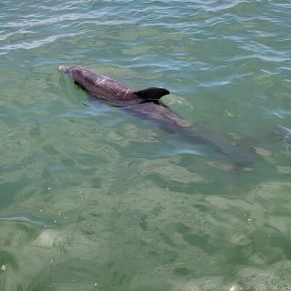 Tour in barca privata fino a 12 persone Fort Myers Beach e Sanibel 2