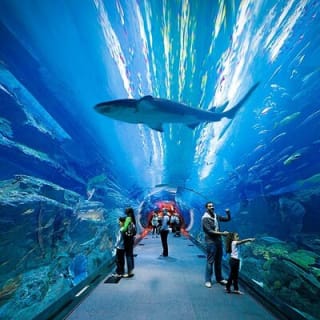 Dubai Aquarium and Underwater Zoo with Penguin Cove Ticket 1