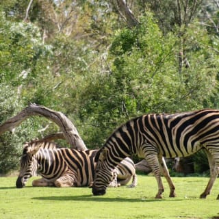 iVenture Unlimited Attractions Pass Melbourne 4
