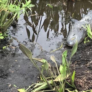  Everglades Airboat Tour near Orlando Florida 3