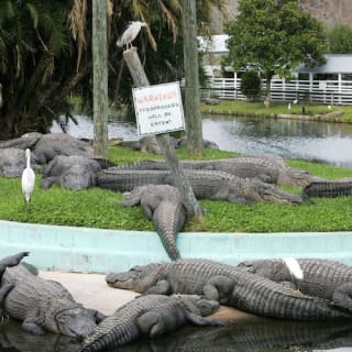 Gatorland Orlando : Screamin' Gator Zip Line 5