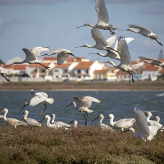 Bootstour zur Vogelbeobachtung im Ästuar 4
