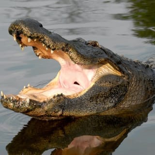 Gatorland Orlando : Screamin' Gator Zip Line 7