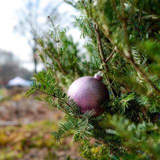 Winter Wonder at Queens Botanical Garden 3