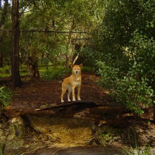 iVenture Unlimited Attractions Pass Melbourne 6