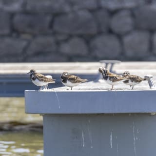 Bootstour zur Vogelbeobachtung im Ästuar 12