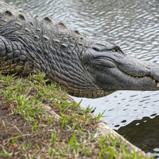 Gatorland Orlando : Screamin' Gator Zip Line 9