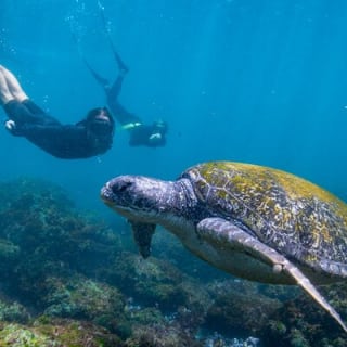 Mit Schildkröten schnorcheln Gold Coast 1