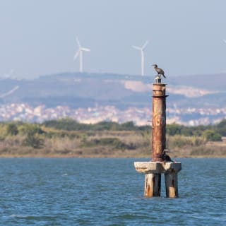 Bootstour zur Vogelbeobachtung im Ästuar 14