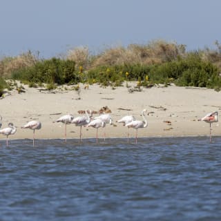 Bootstour zur Vogelbeobachtung im Ästuar 8