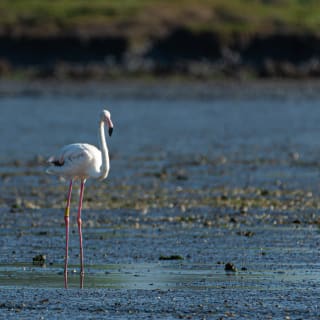 Bootstour zur Vogelbeobachtung im Ästuar 5