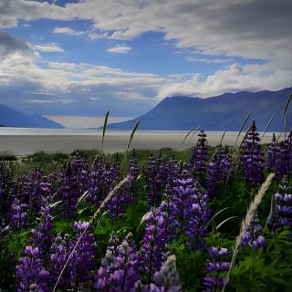 Anchorage to Wilderness Wildlife Glacier Value 7