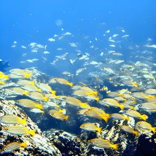 Full day Snorkeling Tour Santa Fe Island and Playa Escondida 2