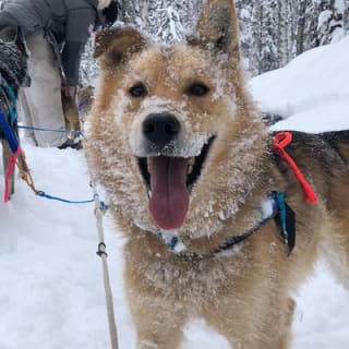 Dog Sledding Adventure in Willow, Alaska 11