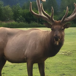 Wildlife Conservation Center with Lunch & Local Beer Sampling 12