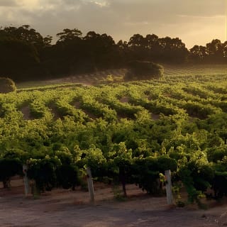 Flight to Leeuwin Winery for Lunch 5