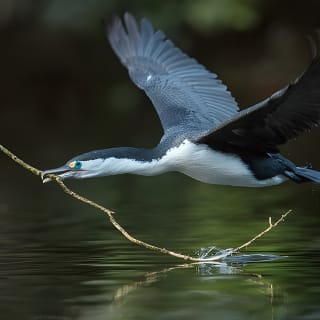 Zealandia - Twilight Guided Eco Wildlife Tour 7