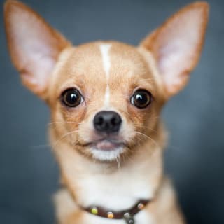 Día del Perro 2 1