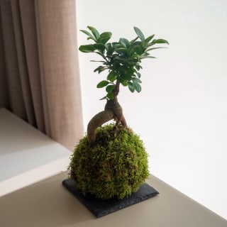 Taller de Kokedama 3