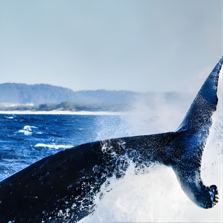 Nagez avec les baleines Gold Coast 8