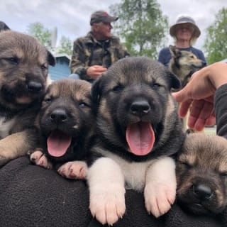 Dog Sledding Adventure in Willow, Alaska 16