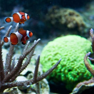 New England Aquarium : billet d'entrée 9