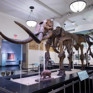American Museum of Natural History 2