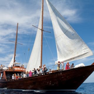 Costa Adeje: Crucero guiado de 2 horas para avistar ballenas y delfines 3