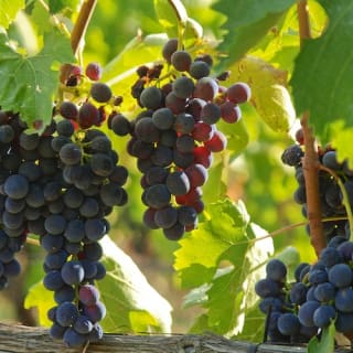 Val D'Orcia, Montepulciano e Pienza: Excursión de un día desde Florencia 3