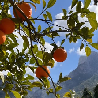 Soller Valley Walk with Orange Farm Visit 7