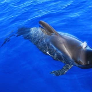 Costa Adeje: Crucero guiado de 2 horas para avistar ballenas y delfines 5