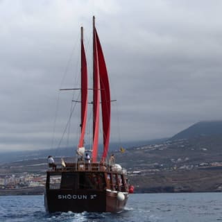 Costa Adeje: Crucero guiado de 2 horas para avistar ballenas y delfines 6